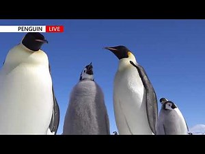 남극 황제펭귄 Emperor Penguin Chick Feeding