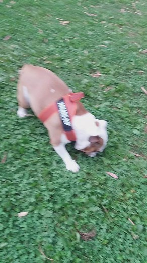 Video di Michele Fiore (@michele.fiore93) con Je So' Pazzo - Pino Daniele