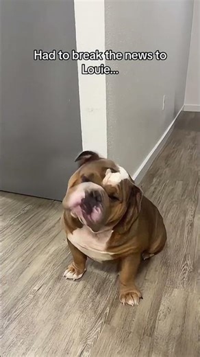“English Bulldogs Doing the Most Confusing Things! 😂 | Funny Bulldog Behavior Explained”