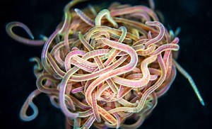Watch thousands of worms ‘explosively’ untangle themselves from a knotted ball in milliseconds – Lifeboat News: The Blog