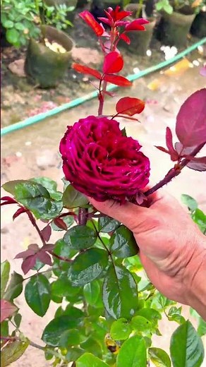 Selling off the remaining 2 Jadin trees #chuangarden #rose