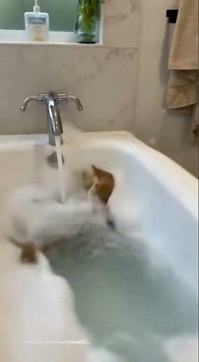 😹 Cat Falls in Bathtub – Funniest Reaction Ever! 💦 | Hilarious Cat Bath Fail