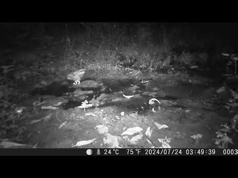 Ural Owl Washing the Face at Muddy Puddle while White's Thrush Singing at Midnight
