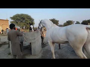 "Mastering the art of Horse breeding: A Comprehensive Guide"to success