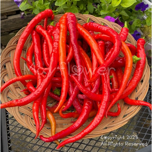 Corbaci Sweet Pepper Seeds: Turkish Heirloom, Fruity Flavor (15  Seeds - Etsy