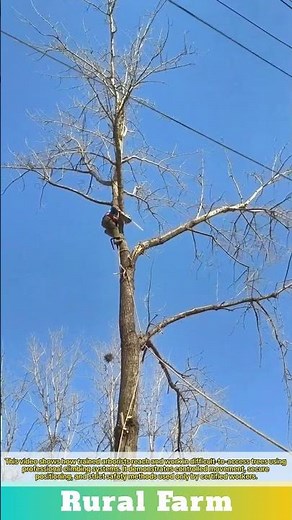 Tree Pruning Hack How Professionals Access Difficult Trees: Professional Tree Climbing Techniques