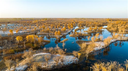 Breathtaking desert poplars in NW China's Xinjiang