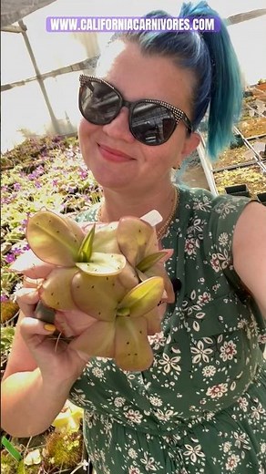 Pinguicula x “Razzle Dazzle” #houseplant #carnivorousplant