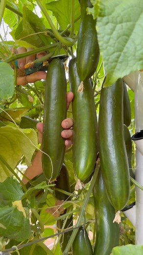 Agrotonomy on Instagram: "We’re vertically farming cucumbers on aeroponic towers, 10 plants per tower, with 4 towers inside a custom-built galvanized steel cage. That’s 40 cucumber plants growing in a compact space. It took just 6 weeks from transplanting our seedlings to harvest. The cage system includes detachable metal cables, making access and maintenance easy. When growing cucumbers using this method, it’s essential to plant no more than one cucumber per level to prevent overcrowding and en