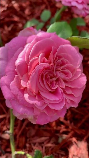 Ashley Rose: A Garden Treasure, award-winning hybrid tea known for its ruffled petals #wedding