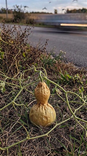 A time-lapse video of the calabash gourd's life cycle 🌿⏱️ | From flower to fruit #lifecycle