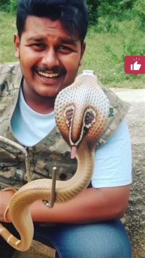 Snake Animation Cartoon network, Cartoon Video for Kids, Funny cartoon Shorts video