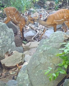 35K views · 82 reactions | Chester Zoo on Reels | Facebook
