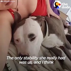 6.4M views · 149K reactions | This pit bull has the most adorable way of telling her foster mom she trusts her with her puppies  | The Dodo | Facebook