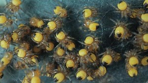 Baby Garden Spiders Cluster European Garden Stock Footage Video (100% Royalty-free) 1090764347 | Shutterstock