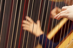 Harp Facts | Ted's List