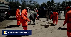 Trapped, then poisoned: Kabul's ruthless dog cull