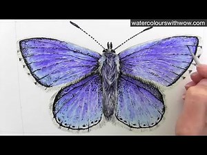 How to paint a realistic watercolor butterfly [a beginner step by step class]