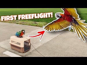 WHAT TO DO FOR FIRST FREEFLIGHT! (THE RARE HYBRID HARLEYQUIN MACAW)
