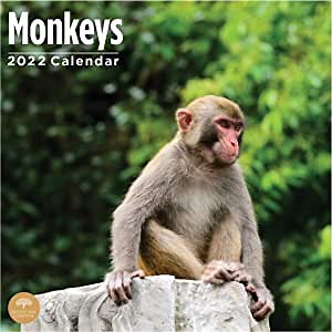 2022 Monkeys Wall Calendar by Bright Day, 12 x 12 Inch, Primape Cute Wild Animal Collection