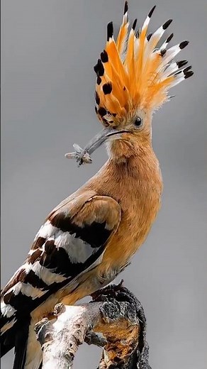 The Hoopoe 🦜🎶 Nature’s Most Stylish Bird