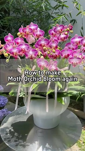 11K views · 174 reactions | How to make Moth Orchid bloom again?...