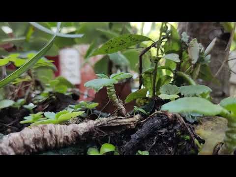 Xiaomi Nature World 4k HDR 30fps Poco The Power of Cameras