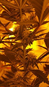 Pakistan Valley Kush | Marijuana Strain Reviews