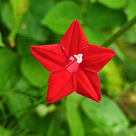 50 Cardinal Climber Seeds | Ipomoea Slotteri | Rare Red Flower Vine | Fast Growing Annual - Etsy Canada