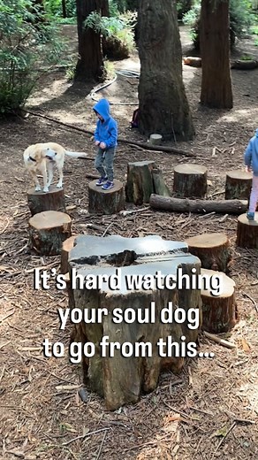 #dogmeetsbaby #souldog #petloss | Dog Meets Baby