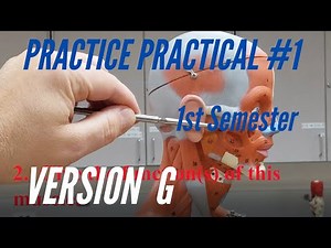 A&P PRACTICE PRACTICAL: 1st Semester Practice Practical #1 Version G