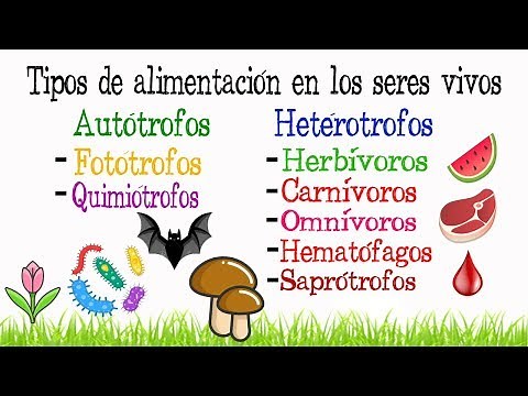 🍎Types of nutrition in living beings🍖 [Easy and fast] | BIOLOGY |