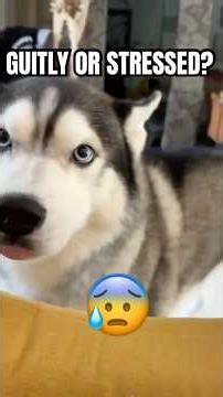 Dog Body Language: What Your Pet Is Trying To Tell You