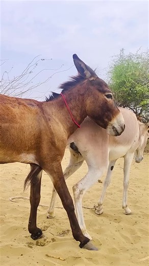 #animallovers​ #ytstudo​ #wildanimals​ #animals​ Unwind with the calming sights and sounds of rural nature and sweet village donkeys. A soft escape from busy city life into pure green scenery. Please support us by hitting the like and subscribe buttons! ❤️ THANKS FOR WATCHING 🙏 #mindfulness​ ​ ​ ​ ​ ​