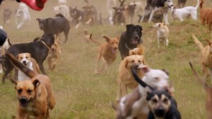 Puppies make any ride better. Stream Ride with Norman Reedus at amc.com. | Ride with Norman Reedus