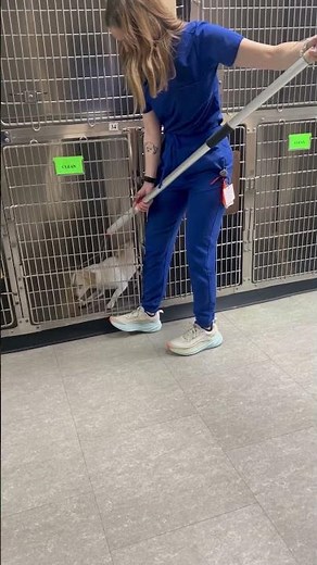 Penn foster veterinary technician externship 1 skill (10) placing restraint pole on canine.