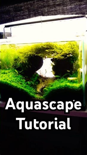 I Made a Tunnel For My Fish and Shrimp! (Aquascape Tutorial)