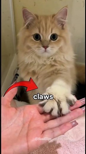 Why Do Cats Suddenly Extend Their Claws? Here's Why❗🐱