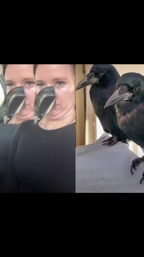 Silly Crow Imitates Birds: Funny Copycat Video