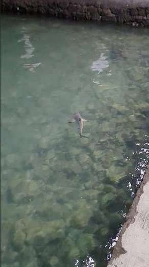 Tiny Predator! Blacktip Reef Shark in the Shallows #Shorts #Galapagos