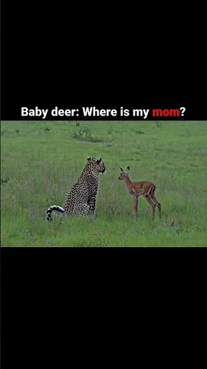 Leopard kill baby deer #viral #shorts #youtube #video