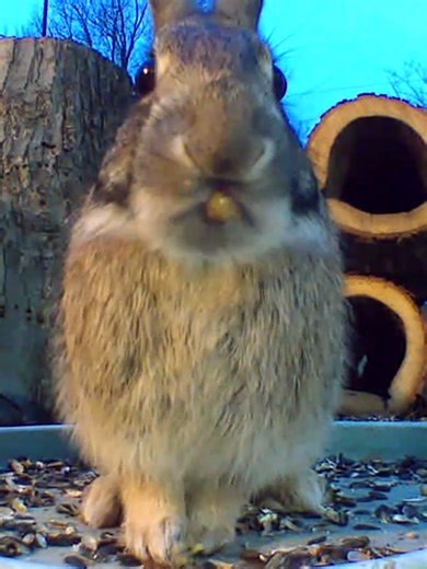 Anna (@annalouise519)’s videos with Happy Feels (NPC Life) - Trendify