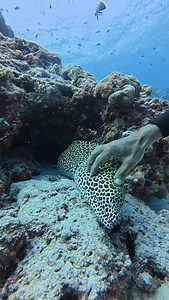 289K views · 12K reactions | #fishinglife #spearfishing #keepsupporting #fishingfrontier #fyp | Fishing Frontier | Facebook