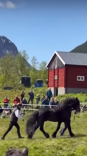 After World War II, more than a hundred thousand Dole horses filled Norway’s valleys. Then came the machines and tractors took their place, and the horse that built a nation nearly disappeared. To save the breed, Norway turned to the stallions. The best of the best were gathered in the mountains for the summer, and mares were sent there to spend the season with them, to breed naturally, the way it’s always been done. These official breeding pastures in the mountains became a cornerstone of Dole