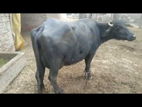 Today's vlog is the breeder of the most bofflows