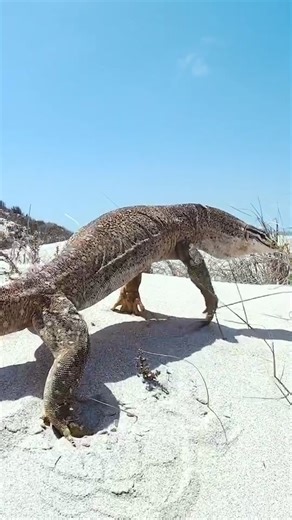 Encounter with a Goanna - What to Do When Faced with a Feisty Reptile