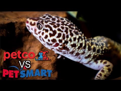 Petco VS Petsmart - Leopard Gecko Care Guides