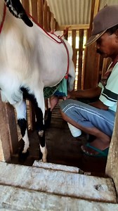 89 reactions · 5 comments | Sharing sesama peternak penghasil susu kambing etawa 拏 #SusuMyEtawa #kambingetawa #kopastamafarm #susukambingetawa | Kopastama Farm | Facebook