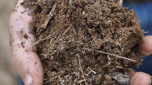 Stop building 'mulch volcanoes.' How to mulch properly to stop killing your trees and plants.