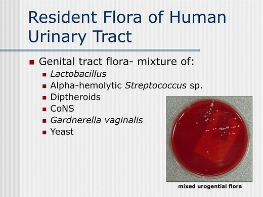What Is Mixed Urogenital Flora?